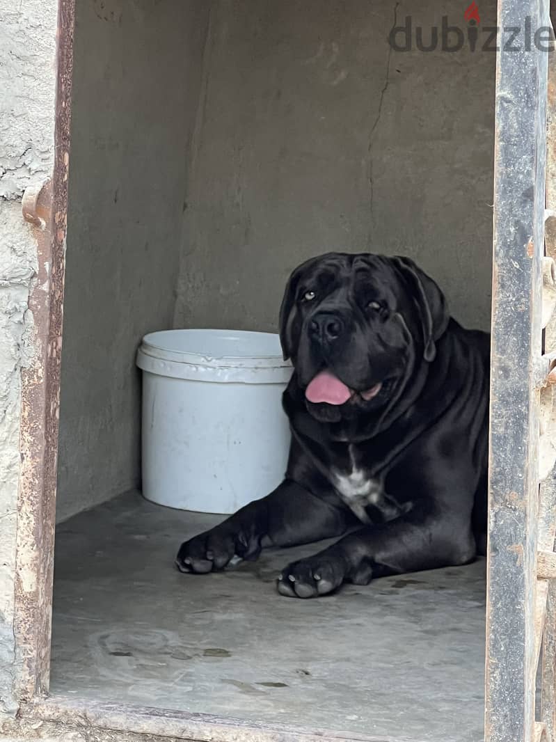Female Cane Corso 4