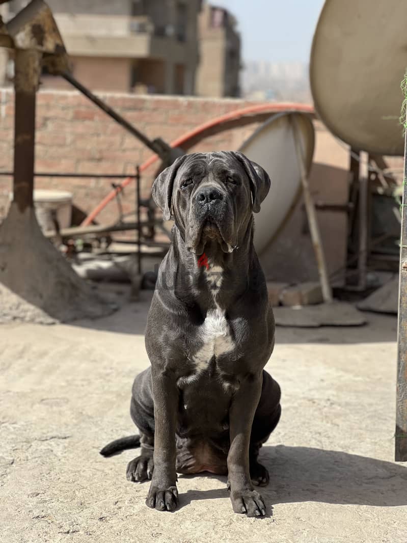 Female Cane Corso 5