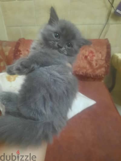 قطط شيرازي بيع