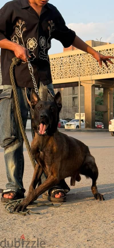دكر مالينو مدرب حراسه من الدرجه الاولى