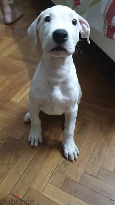 Dogo argentino female puppy