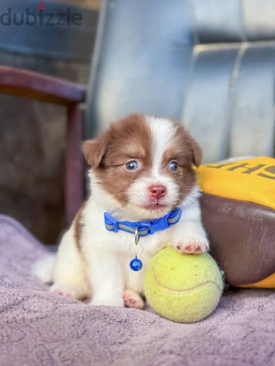 Mini Havanese ميني هافانيز