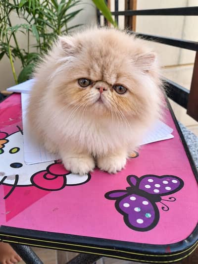 persian cat  بيرشن زورار توب