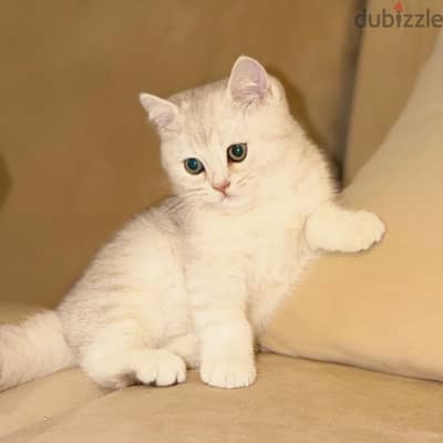 British Shorthair Silver NS11 قط بريتش سيلفر