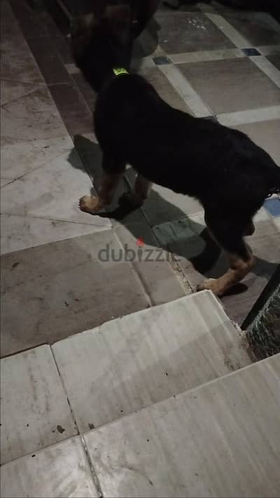 كلب جيرمن شيبرد