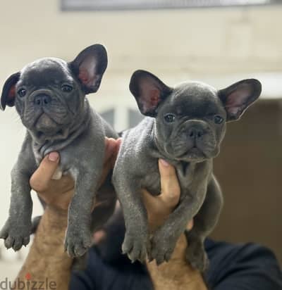 French bulldog puppy فرنش بولدوج