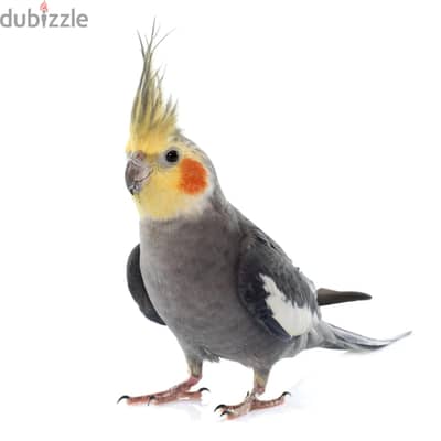 مطلوب 1 كوكتيل عمر بين الشهر لل3 شهور