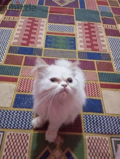 قطه ببرشن