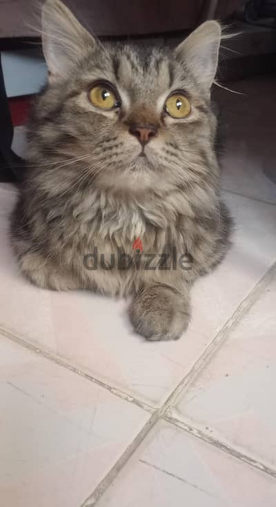 قط بجميع مشتملاته