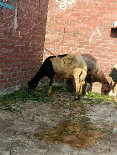 نعجه عشار