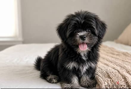 Havanese Puppies