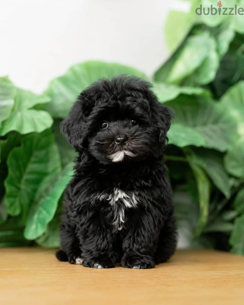 Havanese Puppies 1