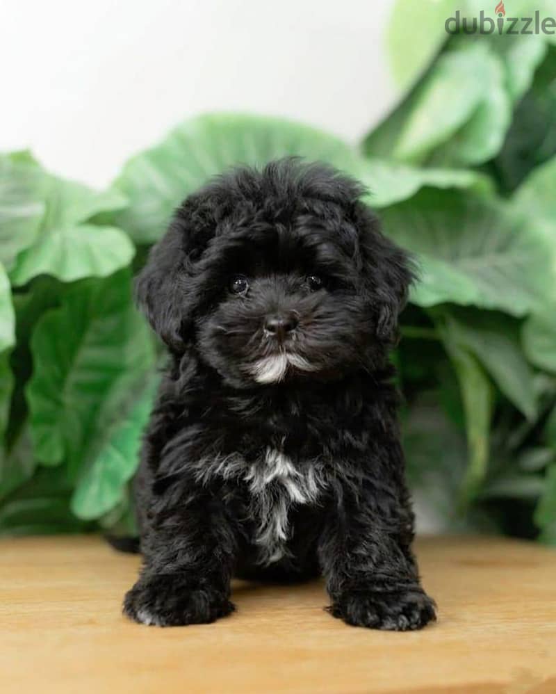 Havanese Puppies 2