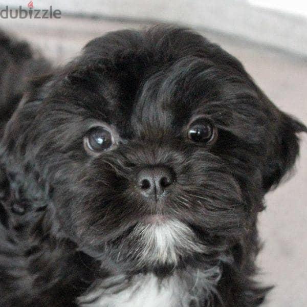 Havanese Puppies 3