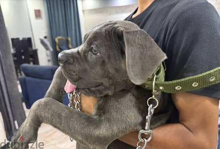 جرو انثى كين كورسو  3 اشهر ونصف  Cane Corso puppy