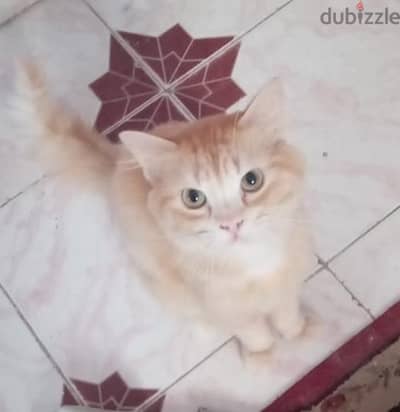 قطط تبني