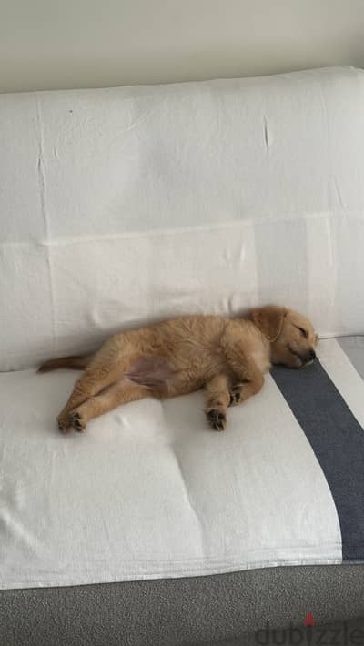 Golden retriever