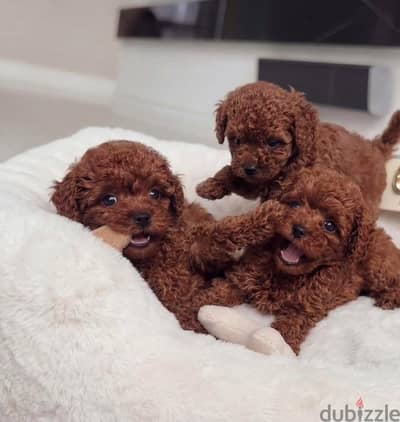 poodle puppy pure