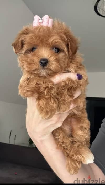 Maltipo_مالتيبو_maltipo-poodle