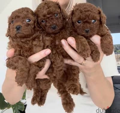 Poodle tea cup