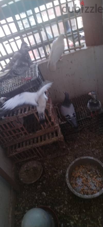 بيع ٣ قصوص بيفرخو نار الله واكبر بأقل الأسعار