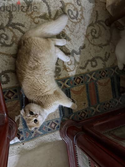 British shorthair fold cat ny11
