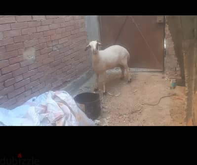 يوجد لدينا نتيات برقي حر