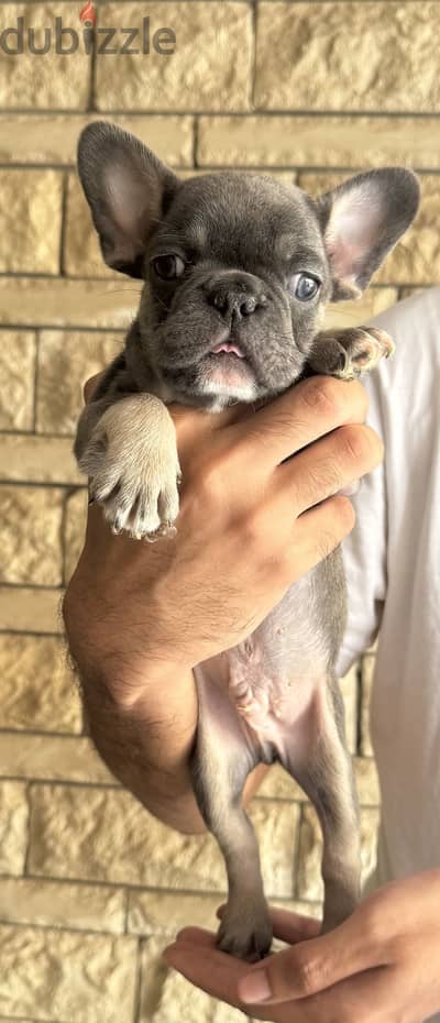 French Bulldog - فرينش بولدوج