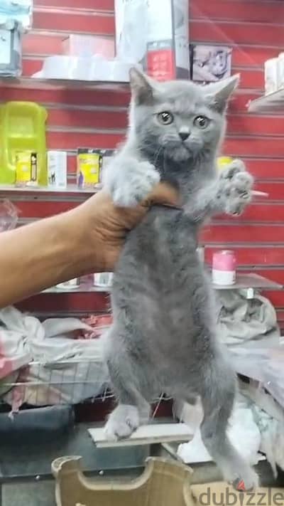 ٤قطط برتش بيور