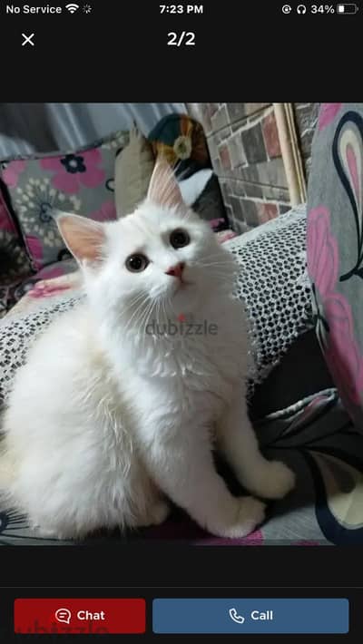 قطه تبني