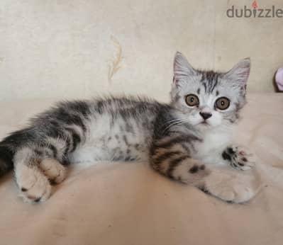 ولد سكوتش ستريت بسعر رمزي