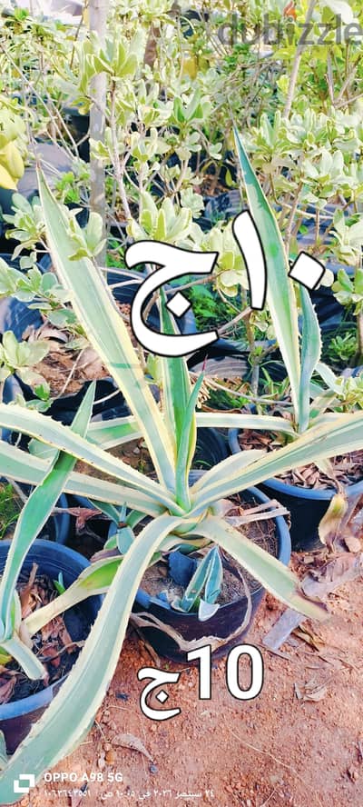 صبارات