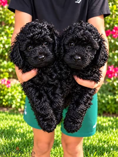 جراوي توي بودل (toy poodle) اصول مستوردة