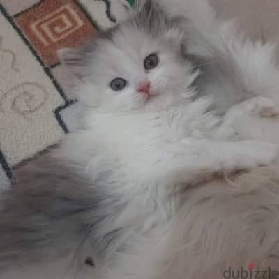 ذكور  واناث كيتن شيرازي male female