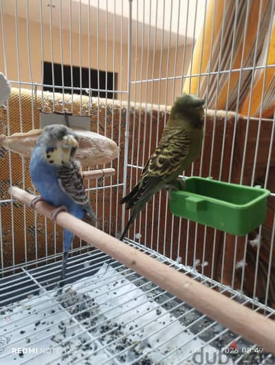 دكر بلاك فيس جري جرين اسبليت رمادي احجام ونتايه اسبليت بلاك فيس ١٠٠%