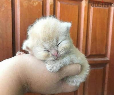 مطلوب قطه 3 اسابيع