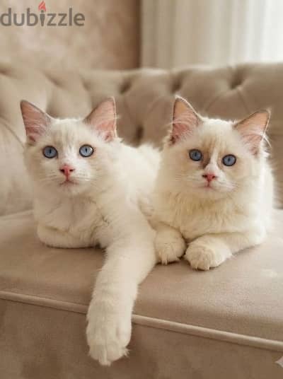 ragdoll bicolor male &female   راجدول باي كلر الذكر بلو والانثي شوكلت