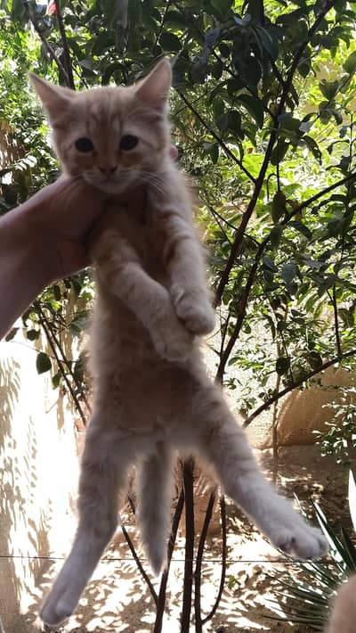 ذكر خليط راجدول