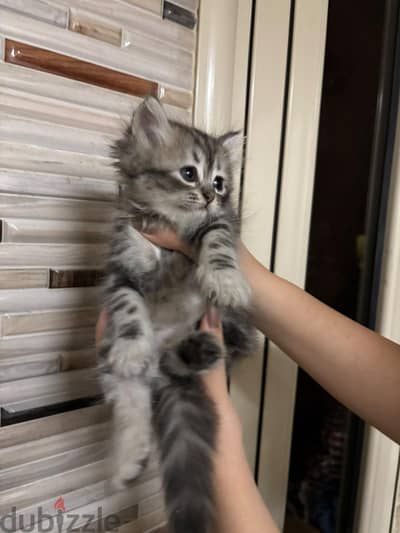 قطه سيبيري بيور ٥٥ يوم