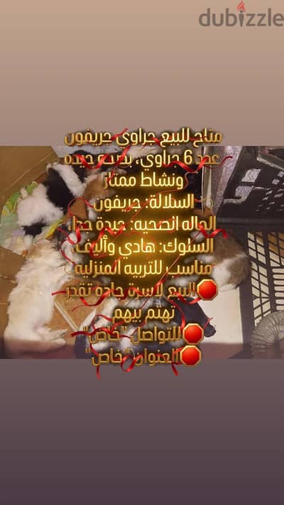 جريفون للبيع