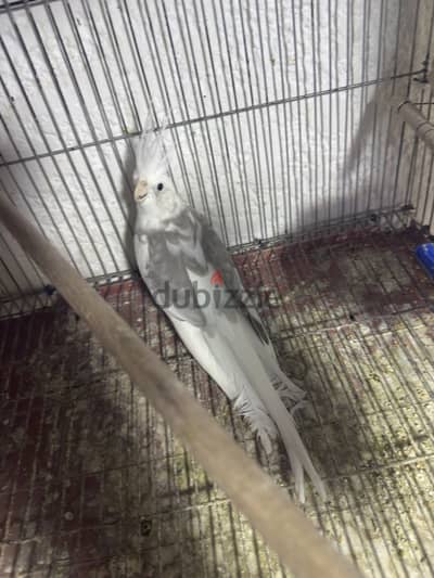 ‏جوز فرنساوي شغال