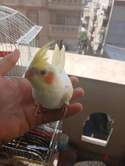 كوكتيل لاتيني تاكيل يدوي