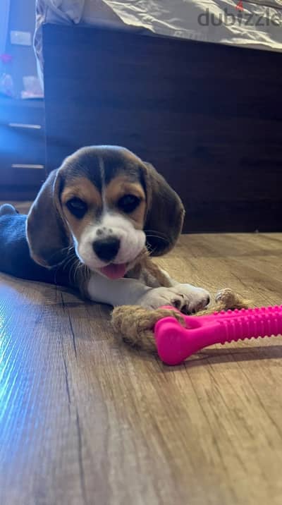جرو بيغل بنت ٤٥ يوم - Puppy Female Beagle