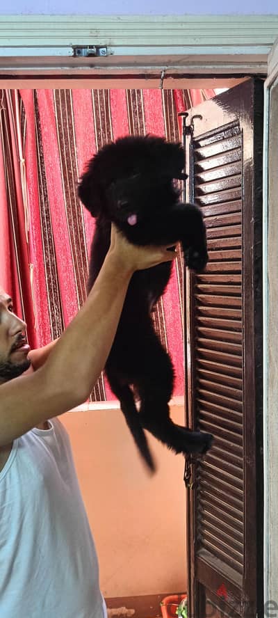 نتايه جرمين شيبرد