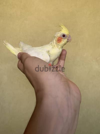 كوكتيل تأكيل يدوي