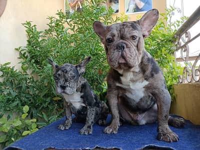 french bulldog male and female دكر وانثي فرنش بولدوج