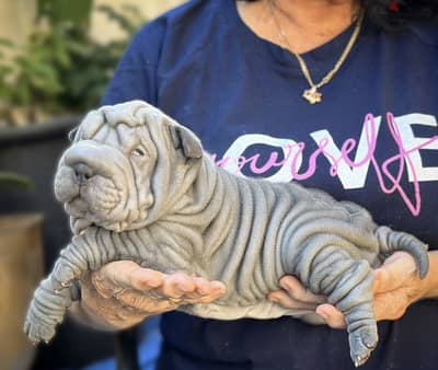 Shar Pei puppy male from Russia outstanding quality