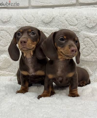 Dachshund chocolate  puppies from Russia