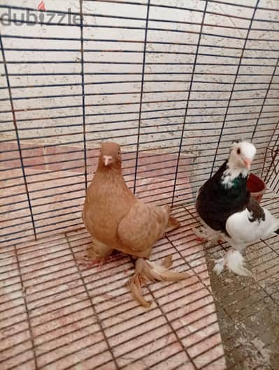 للبيع 3قصوص قصوص شغالين بضمان بسم الله مشاء الله عليهم