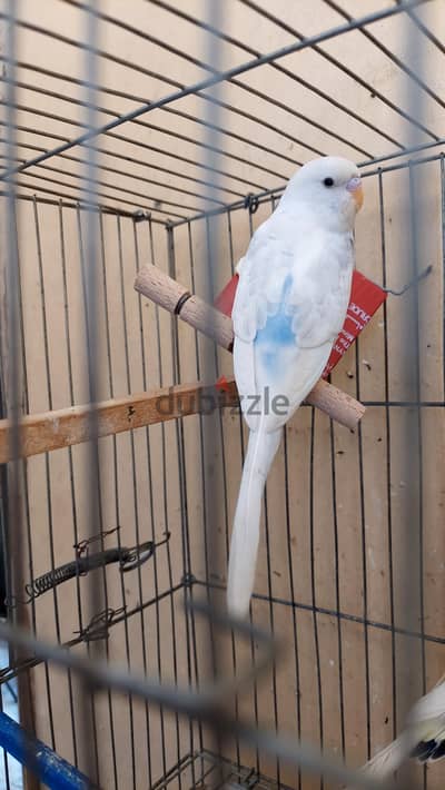 دكر شاب باندد